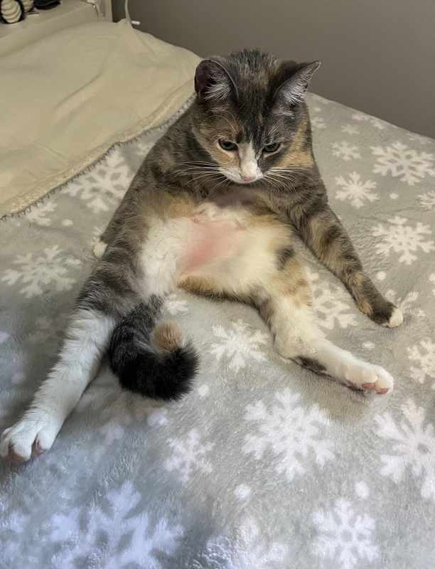 The Cat Has No Fur On Its Belly