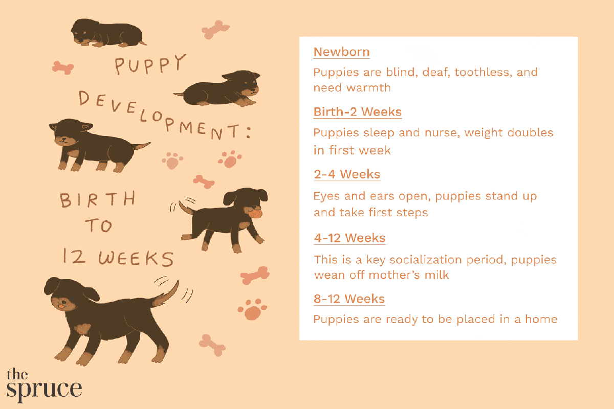 The Development of a 5-Week Old Puppy