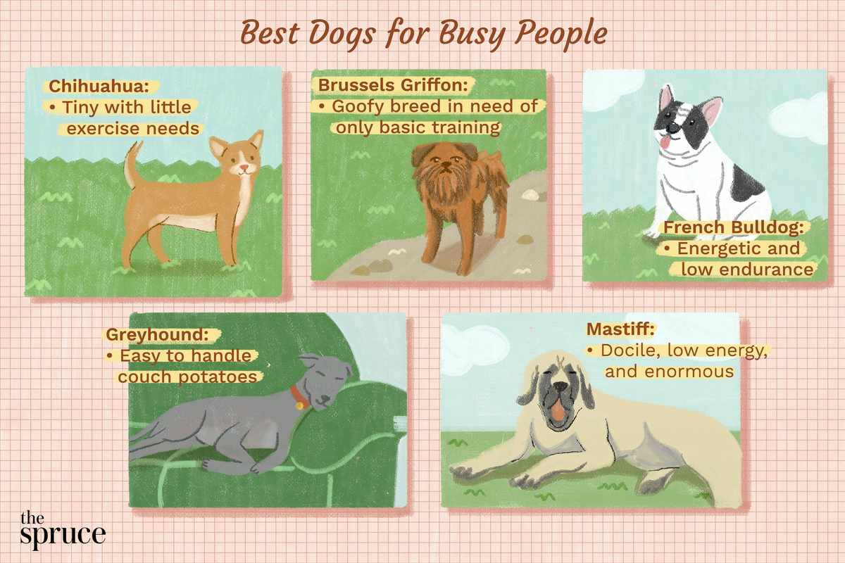 The 21 Easiest Dog Breeds to Own