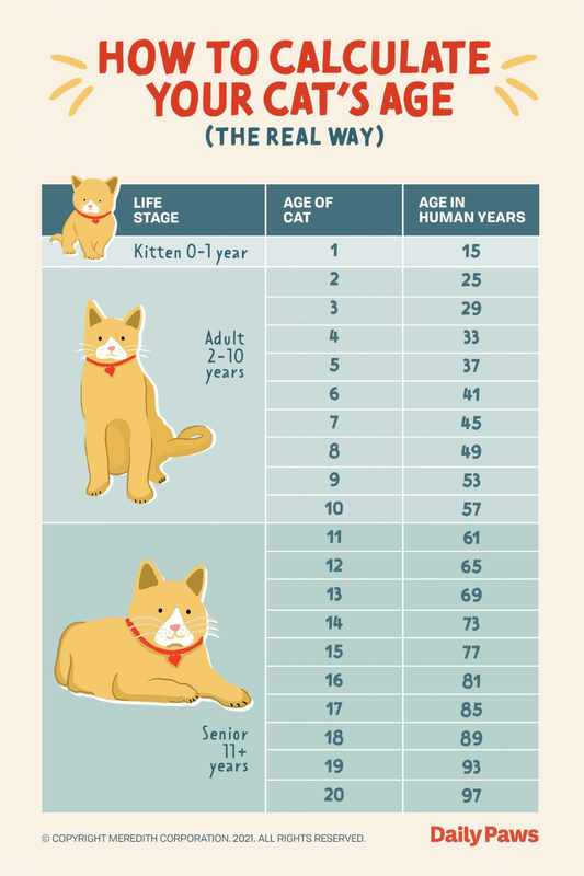 The Equivalent Age_ 7 Year Old Cat In Human Years