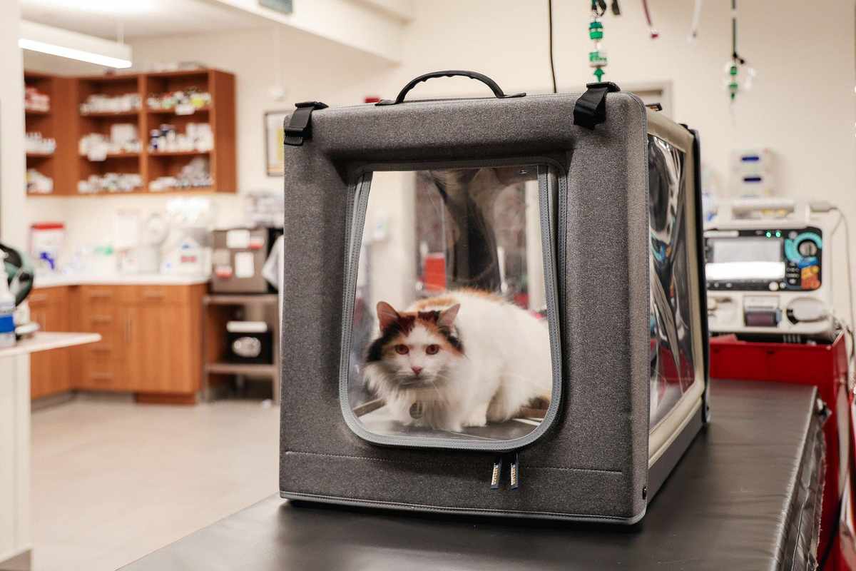 The Worsening Cat Breathing Noise