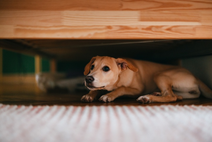 The 2 Year Old Dog Fear Period