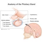 The_anterior_part_of_the_pituitary_gland_secreates_which_hormones