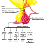 The_anterior_part_of_the_pituitary_gland_secreting_which_hormones