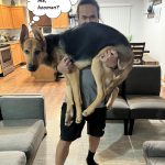 The_average_weight_of_an_8-month_german_shepherd