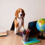 The_best_apartment_dogs_for_college_students