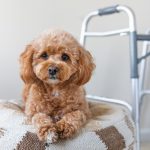 The_best_dog_breed_for_retirees