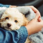 The_best_dog_breeds_for_families_with_allergies