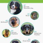 The_best_dog_breeds_for_protection_and_family