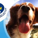 The_best_dog_for_me_personality_test