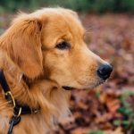 The_best_dogs_for_a_college_student