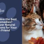 The_best_dry_cat_food_for_constipation_a_solution_for_your_feline_friend