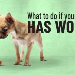 The_best_home_remedy_for_worms_in_dogs