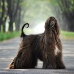 The_best_medium_breed_dogs_for_families