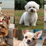 The_best_small_dogs_for_college_students