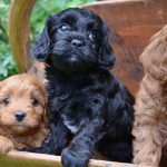The_best_small_indoor_family_dog