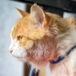 The_bumps_on_cats_back