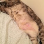 The_cat_has_no_fur_on_its_belly