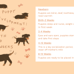 The_development_of_a_5-week_old_puppy