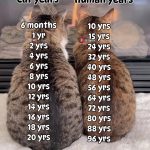 The_equivalent_age_7_year_old_cat_in_human_years