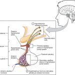 The_relationship_between_hypothalamus_and_anterior_pituitary_gland