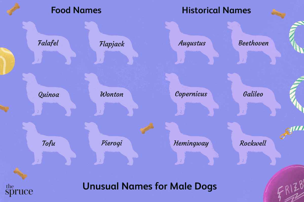 Uncommon Boy Dog Names