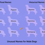 Uncommon_boy_dog_names