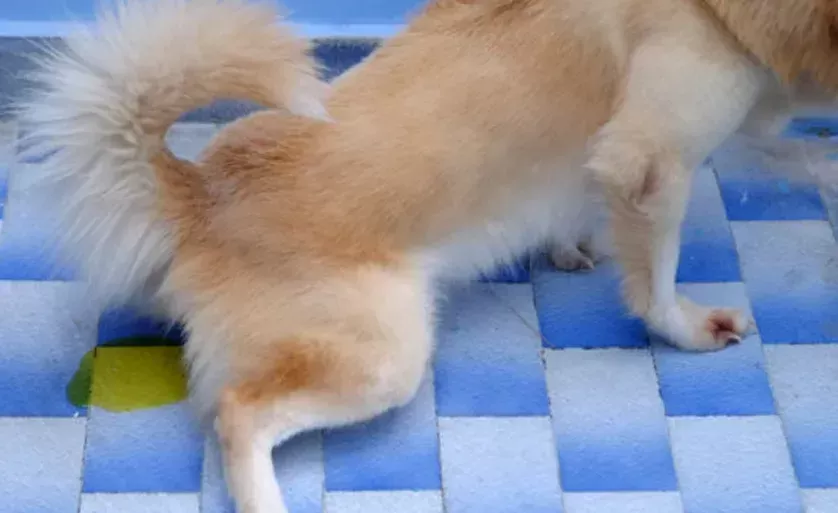 Understanding 1_ Bilirubin Levels in Dog Urine
