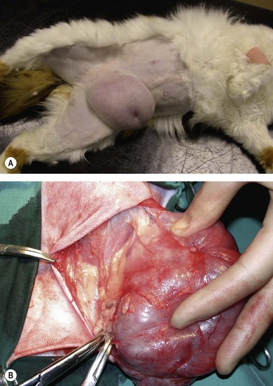 Understanding Bloody Cysts on the Mammary Gland of Cats