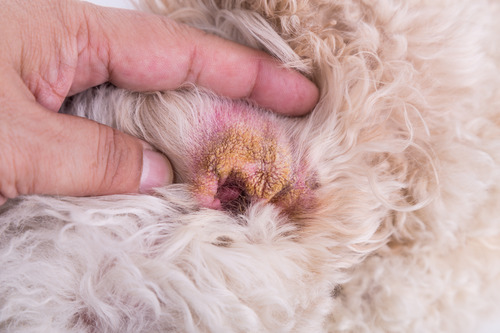Understanding Brown Scabs On Dog_ Causes And Treatment Options