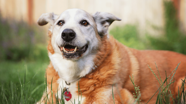 Understanding 2 Year Old Dog Behavior Change_ What to Expect