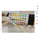 Understanding_1_bilirubin_levels_in_dog_urine