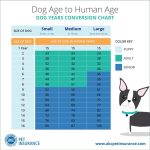 Understanding_2_year_old_dog_behavior_change_what_to_expect