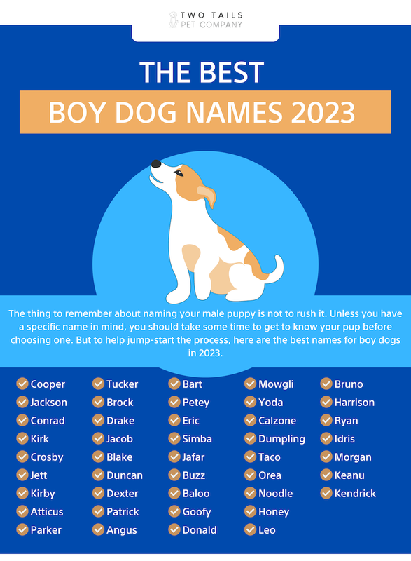 Unique Small Dog Names for Boy Dogs