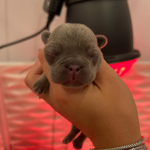 Week Old Puppies Opening Eyes and Nasal Discharge_1