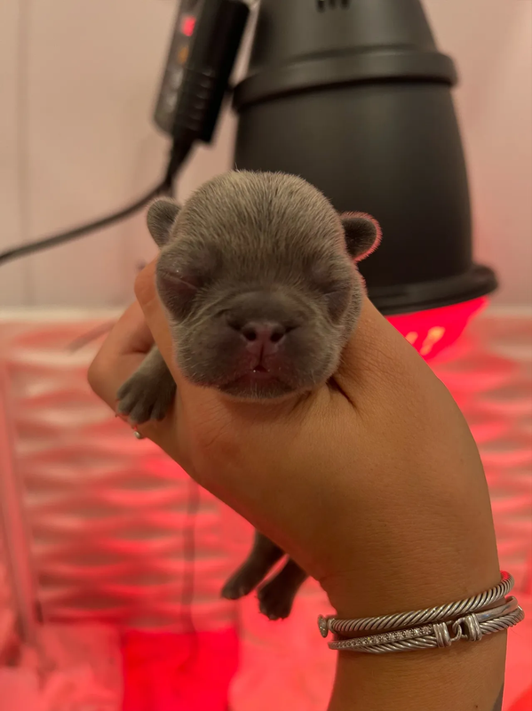 2 Week Old Puppies Opening Eyes and Nasal Discharge