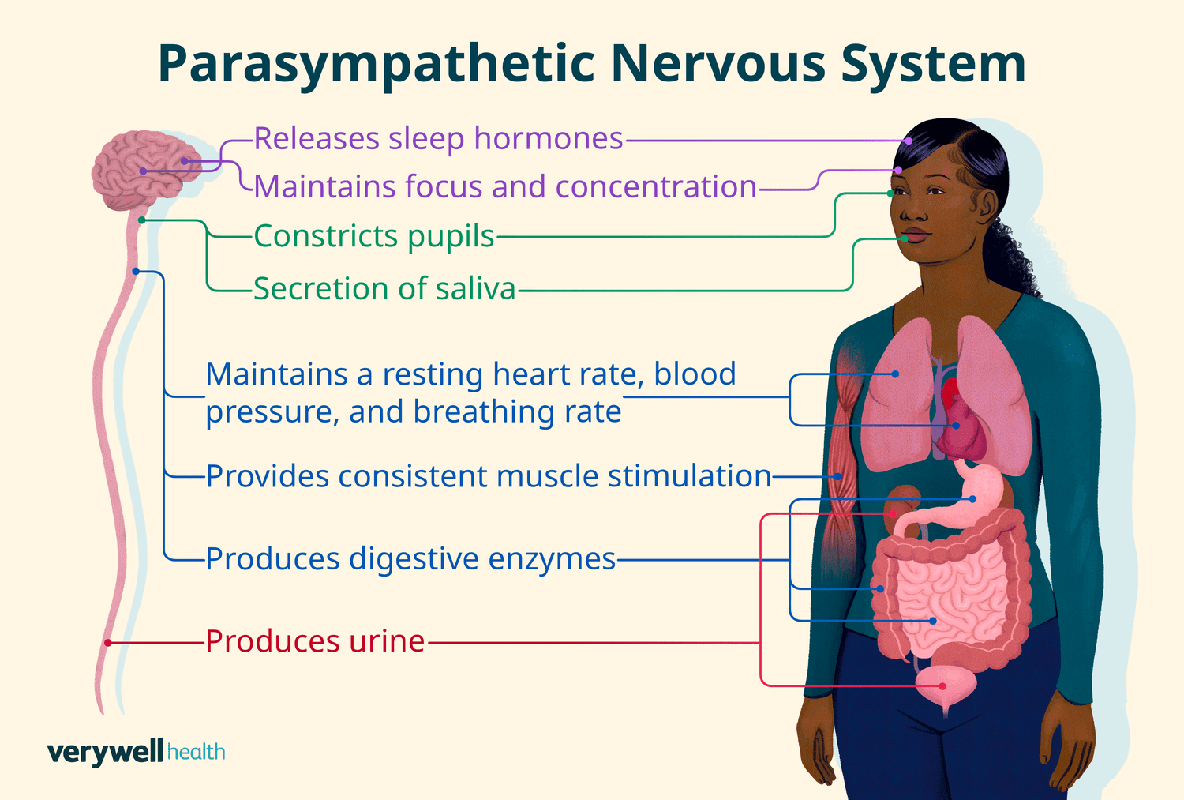 What Happens When the Parasympathetic Nervous System is Activated_