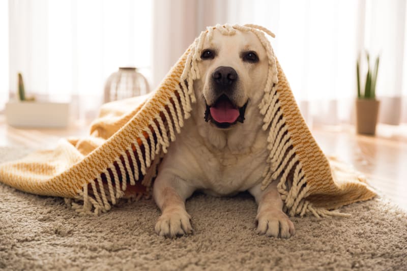 What is Bloody Stool in Dogs_ Causes_ Symptoms_ and Treatment