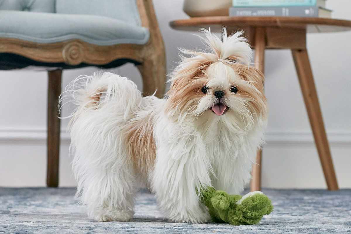 What is the Best Breed of Dog For Me Quiz_