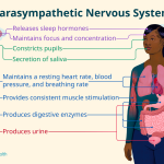 What_happens_when_the_parasympathetic_nervous_system_is_activated