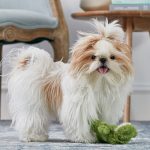 What_is_the_best_breed_of_dog_for_me_quiz