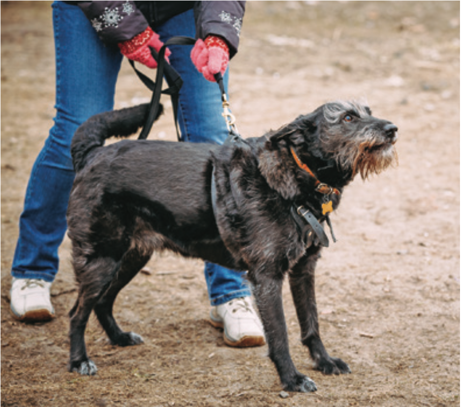 When a 5-Month-Old Puppy Growls at Strangers_ What Does It Mean_