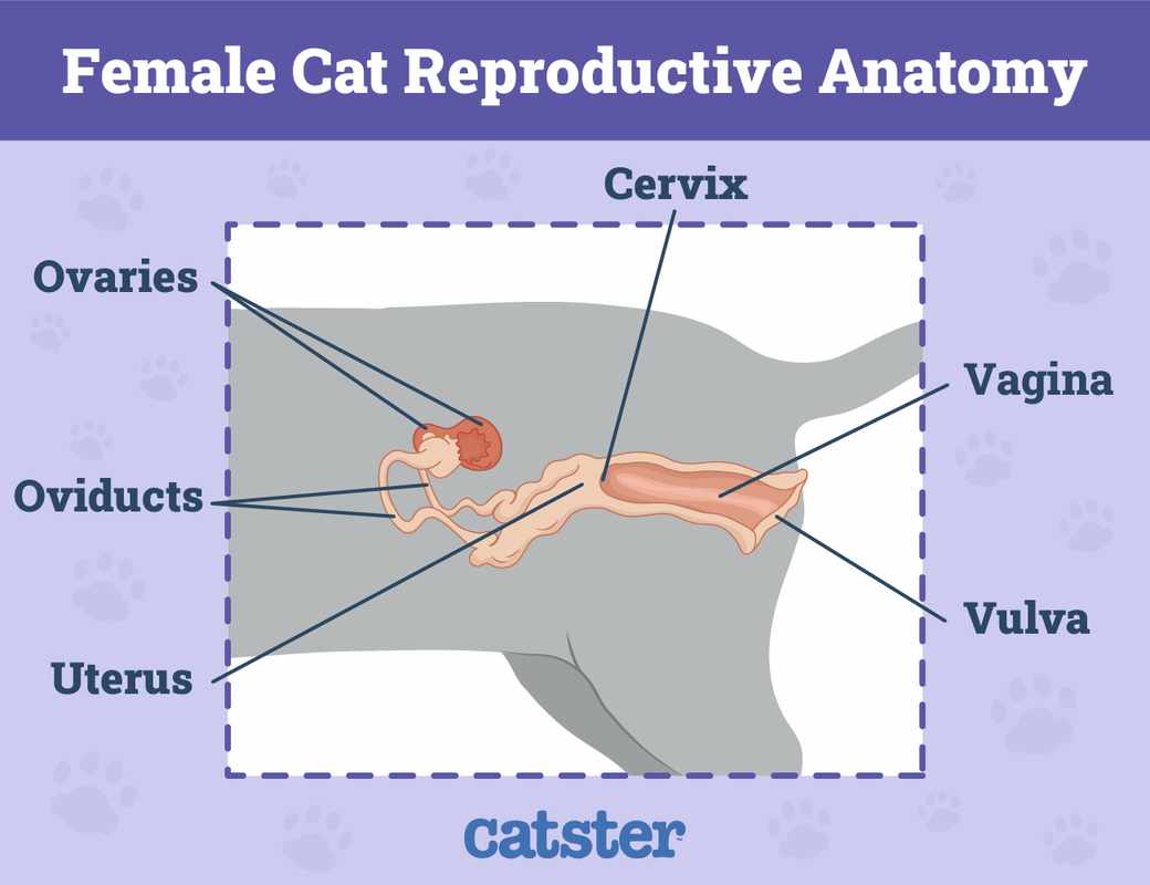 Where Is Clitoris In Cats