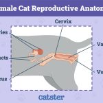 Where_is_clitoris_in_cats