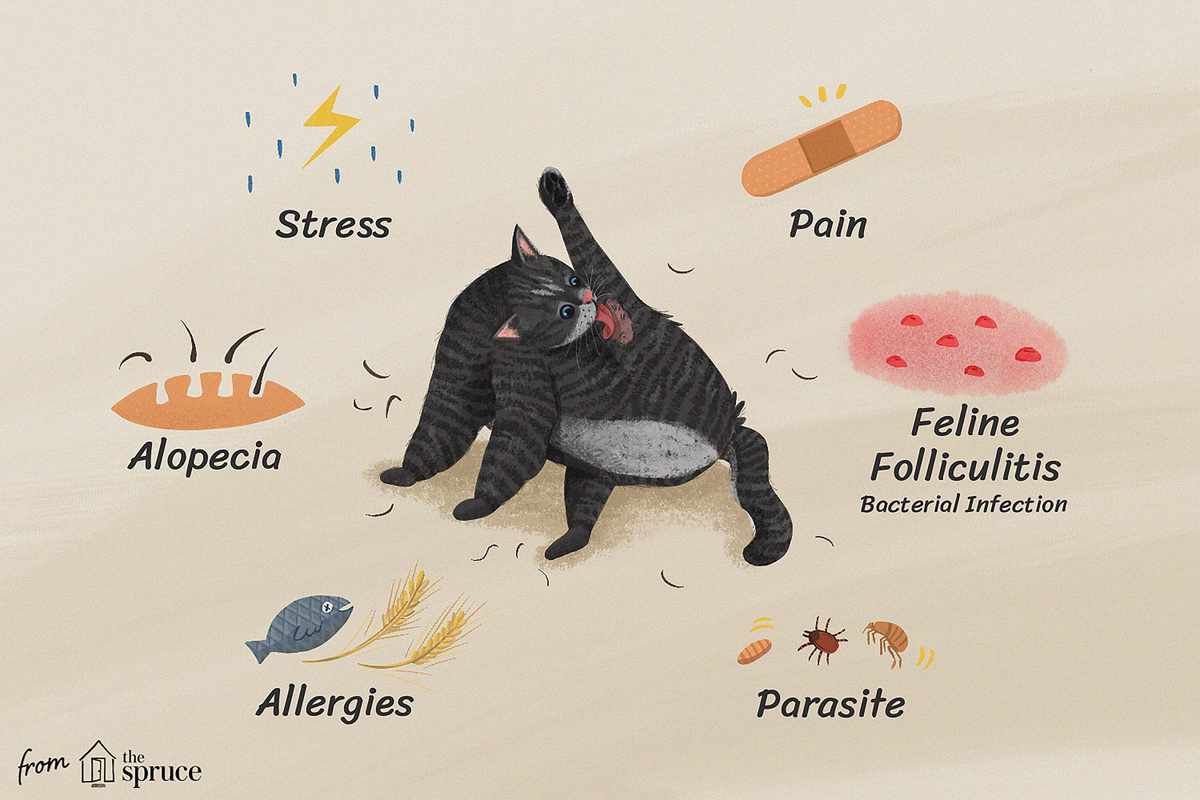Why Do Cats Experience Fur Loss on Belly and Legs_