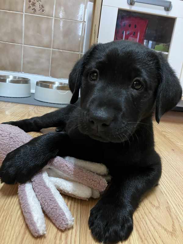 Why Won_t My 10 Week Old Lab Puppy Stop Crying_