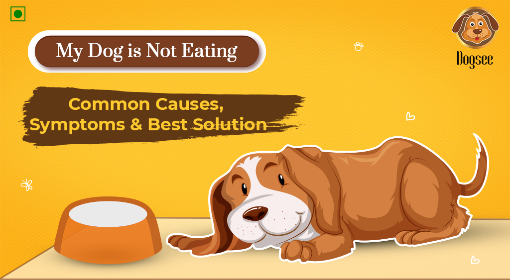 Why a 12 Year Old Dog Stopped Eating_ Causes _ Solutions