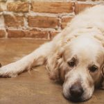 Why_a_12_year_old_dog_stopped_eating_causes_solutions