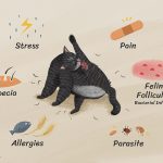 Why_do_cats_experience_fur_loss_on_belly_and_legs