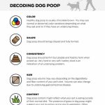 Year Old Dog Had Bloody Stools Sometimes A Concerning Condition_1